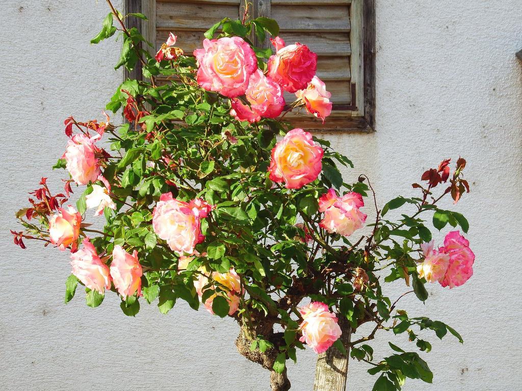 Haus Margarethe Hotel Moerbisch Am See Luaran gambar